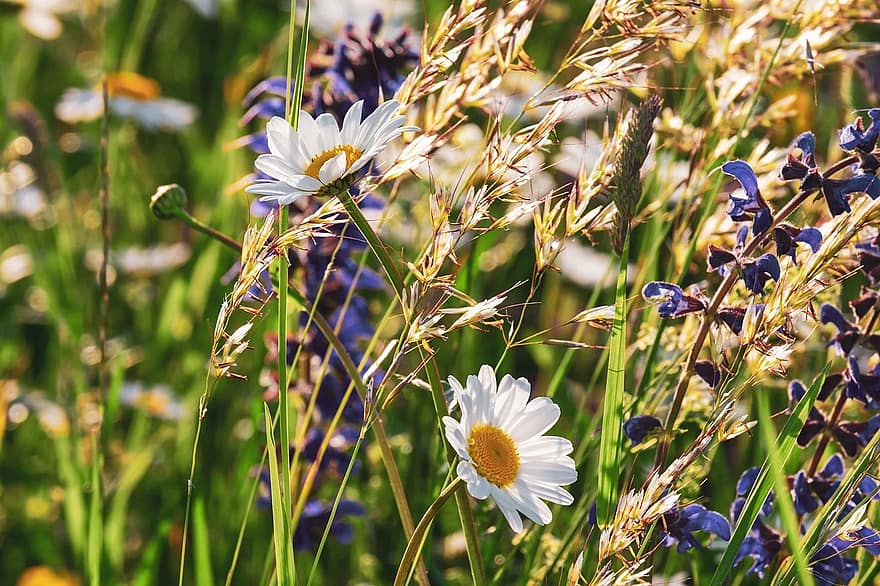 How To Care For and Maintain Your Already Established Wildflowers
