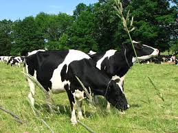COMFORTABLE COWS = HIGHER MILK PRODUCTION. TIPS FOR KEEPING YOUR COWS COMFY!