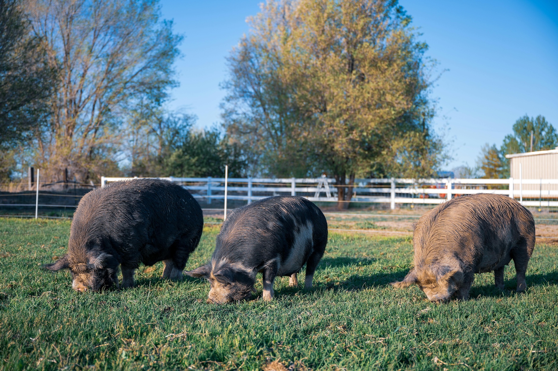 FORAGE FOCUS – Pigs