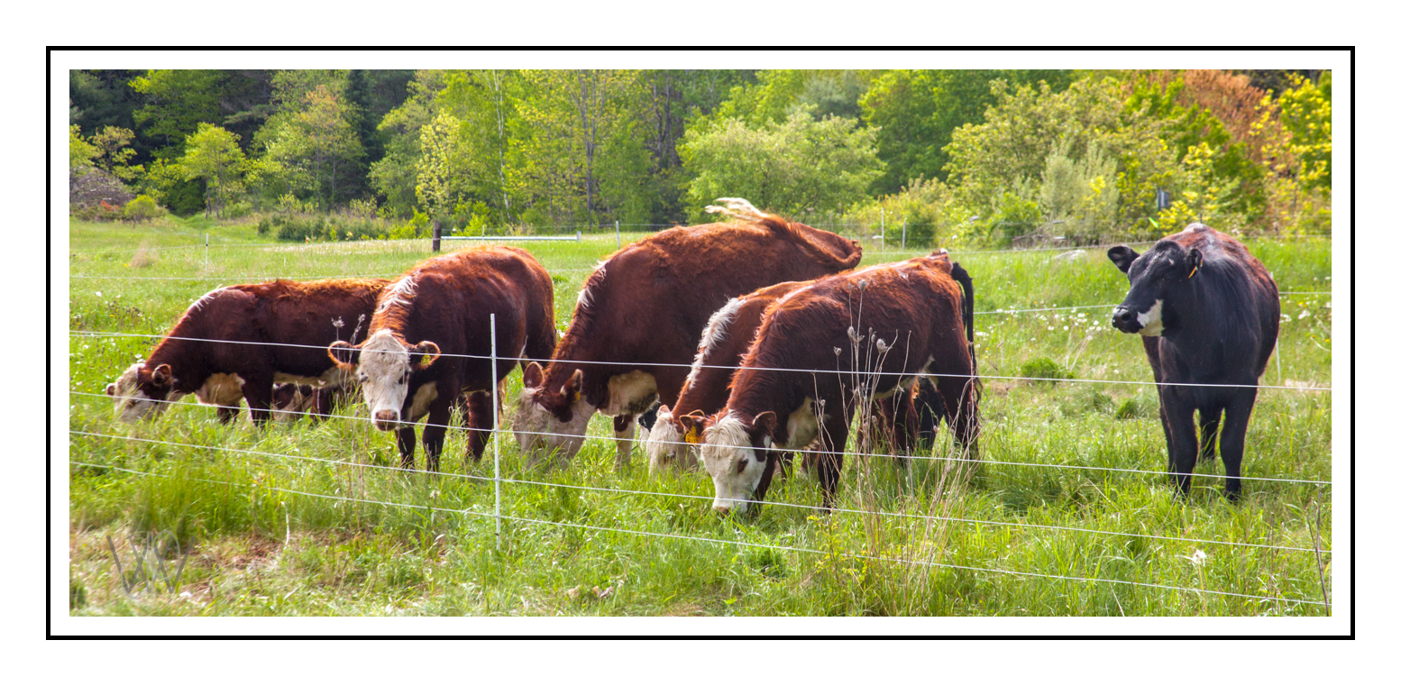 FORAGE FOCUS – Cows (Livestock)