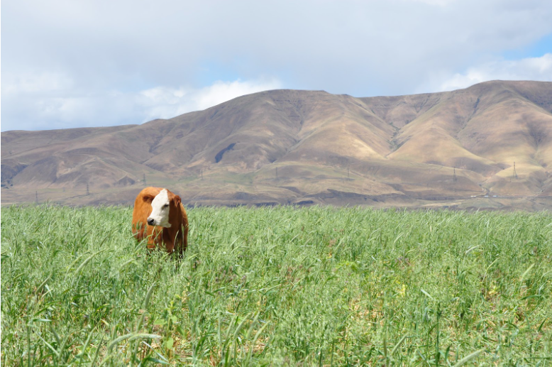 FORAGE FOCUS – Overview