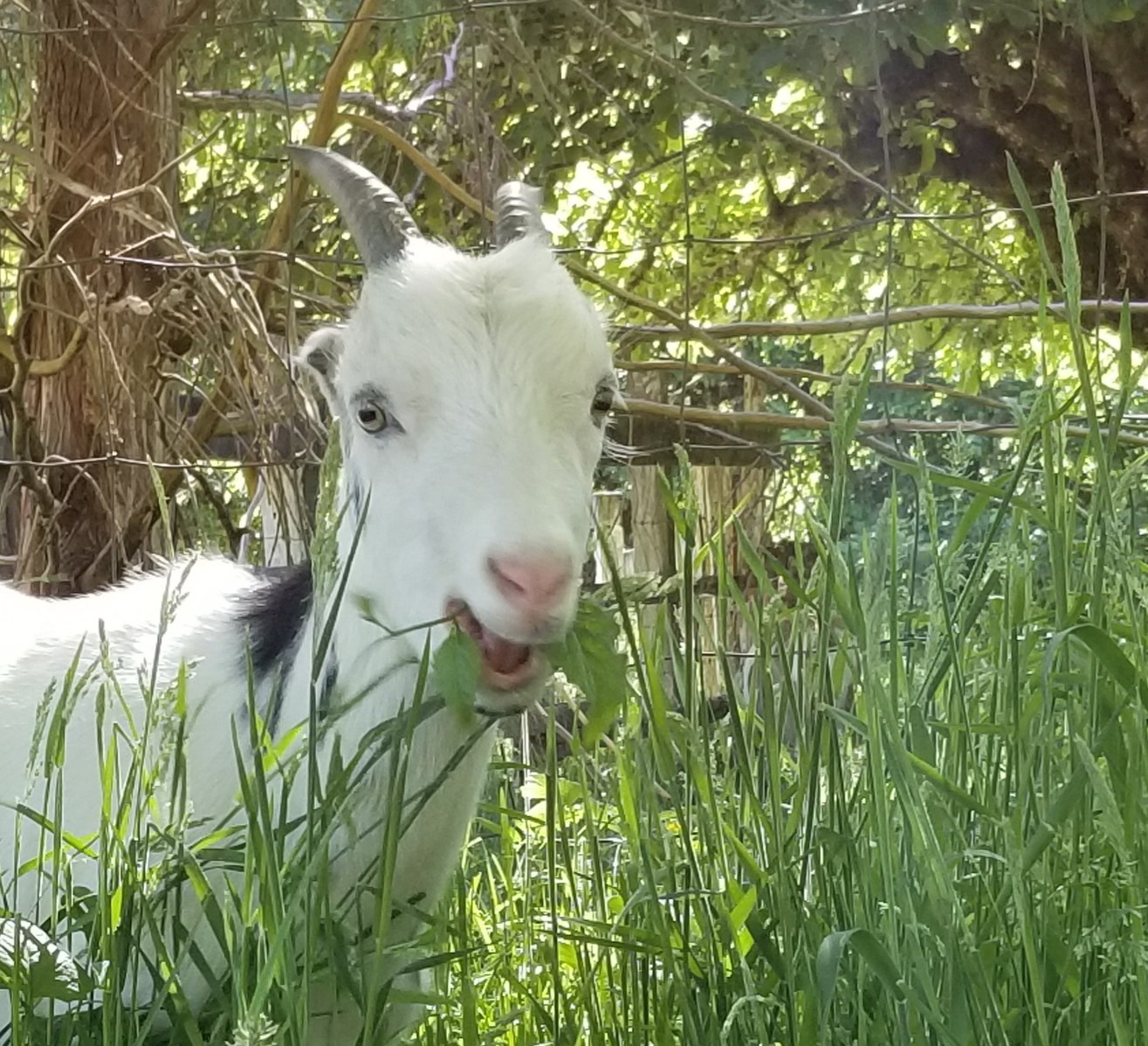 FORAGE FOCUS – Goats