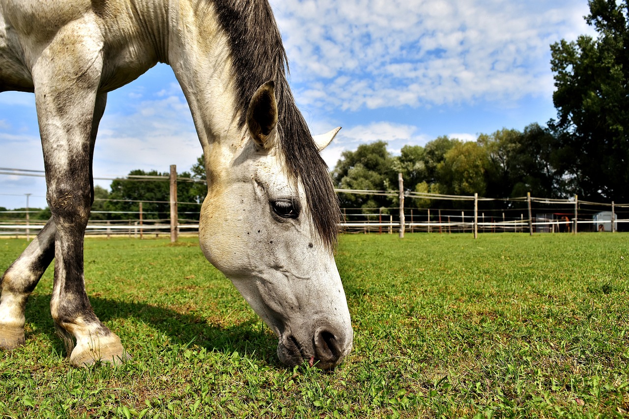 FORAGE FOCUS – Horses