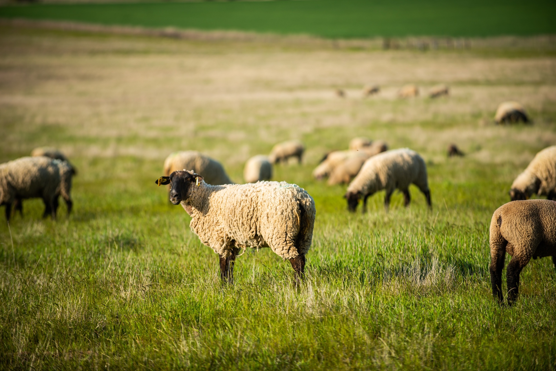 FORAGE FOCUS – Sheep