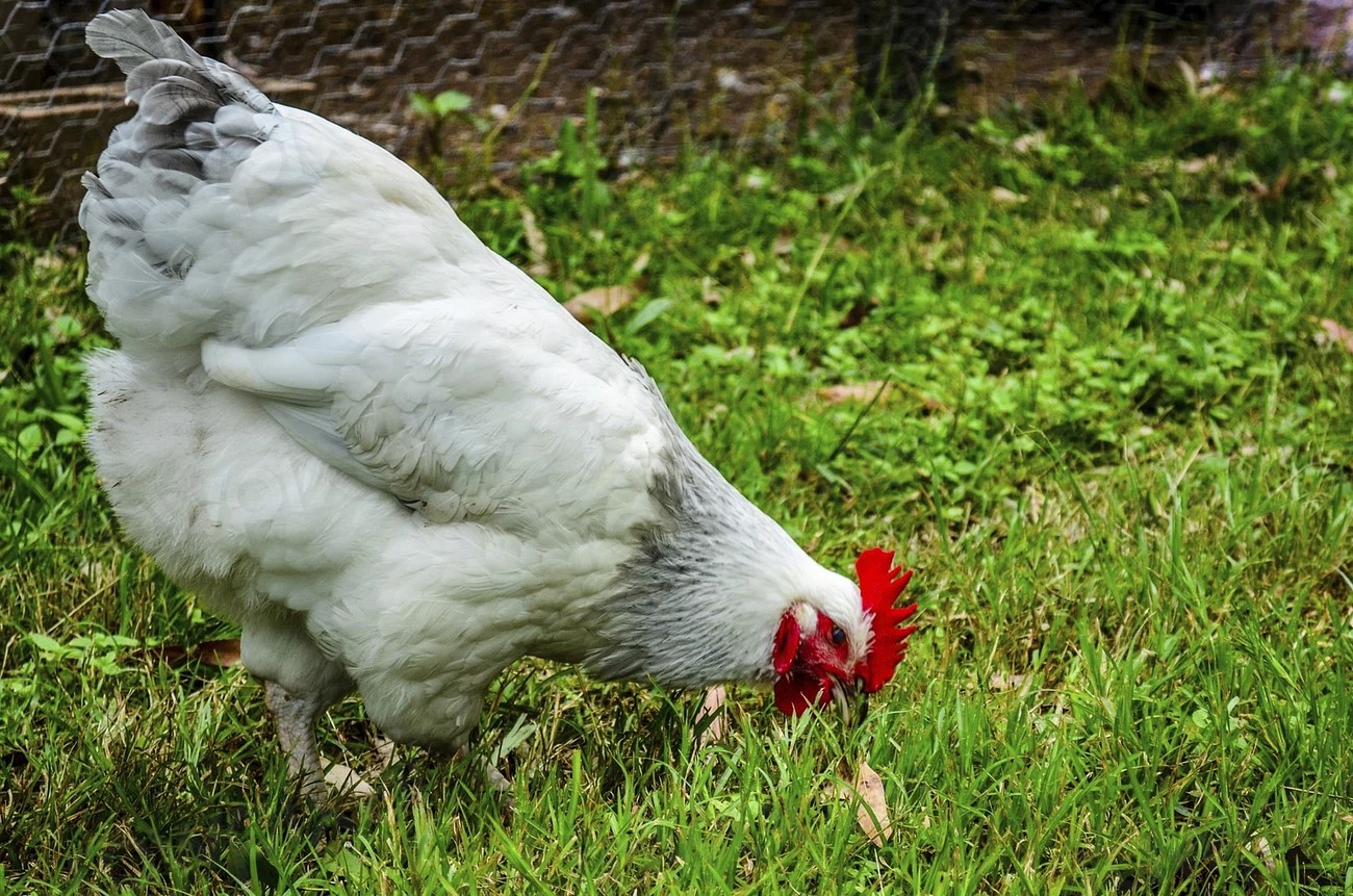 FORAGE FOCUS – Chickens